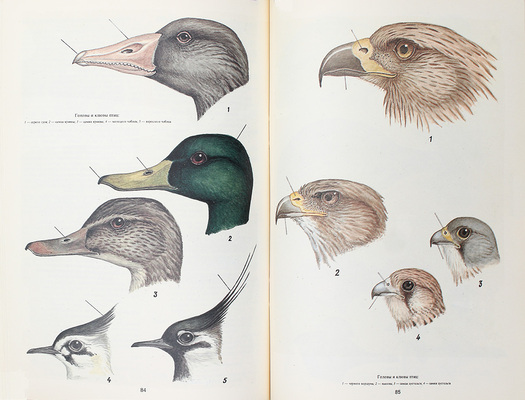 Атлас-определитель видовой принадлежности птиц по их макро- и микроструктурным фрагментам. Практическое руководство / МО РФ. М.: Воениздат, 1995.